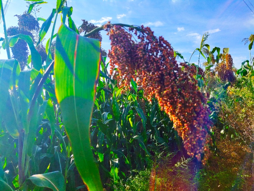 陕州区张茅乡：5000亩高粱红了,好似无际飘来的晚霞