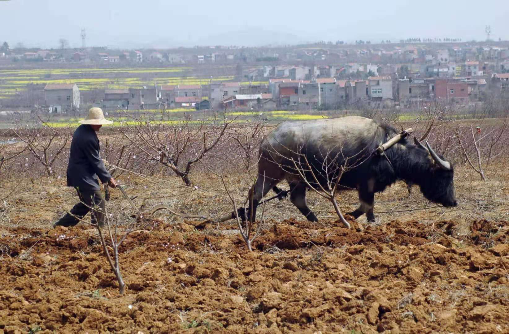 父亲的犁耙耕过的田,父亲的老黄牛