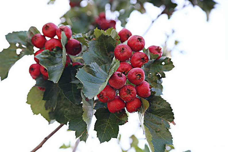 全新定义山楂荷叶茶,山楂荷叶茶百科简介