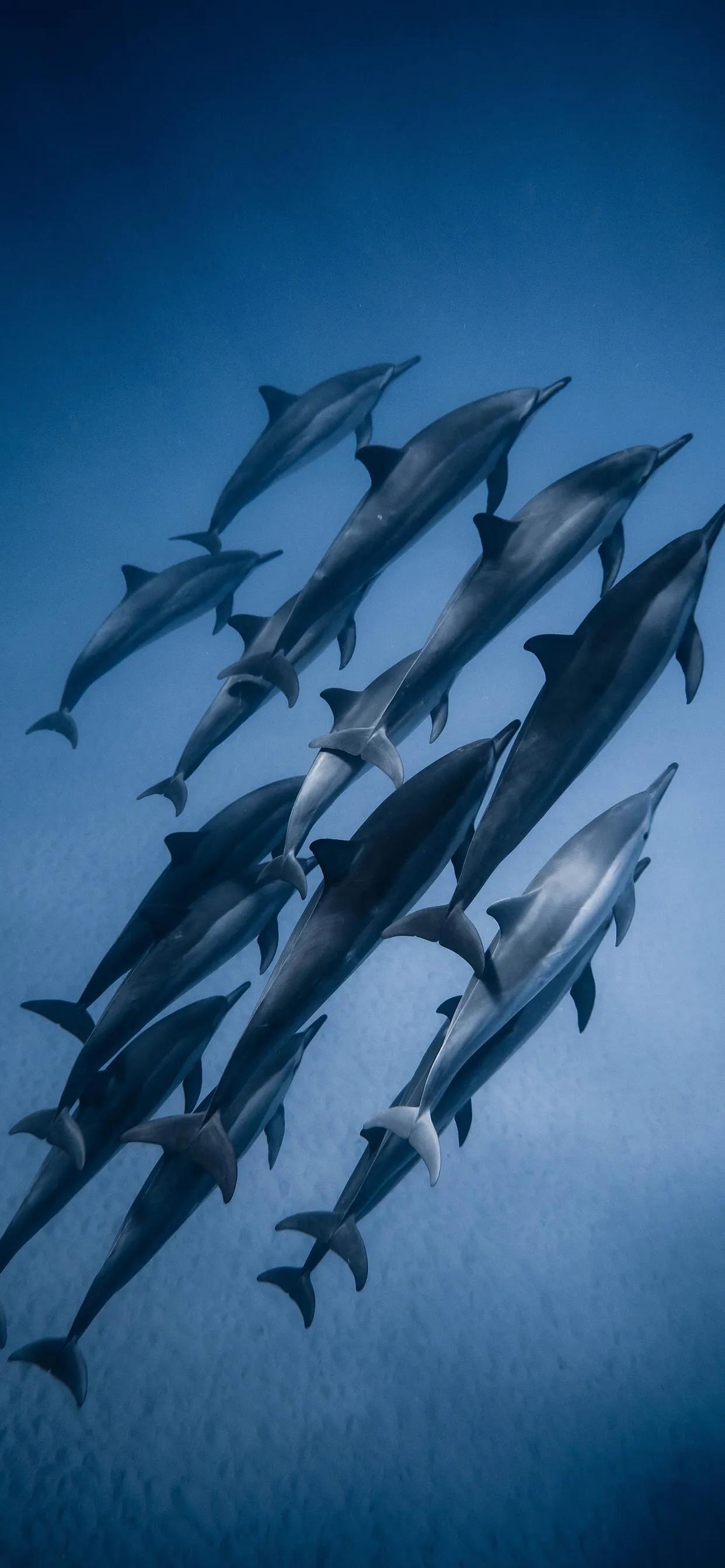 海洋壁纸2023,海洋系列壁纸