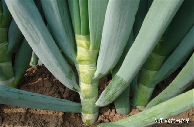 大葱春季地膜育苗方法和技术,春种玉米种植技术