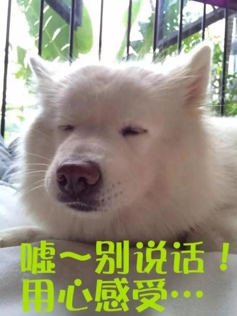 一打雷我家狗狗就焦躁不安,打雷狗狗受了惊吓怎么办