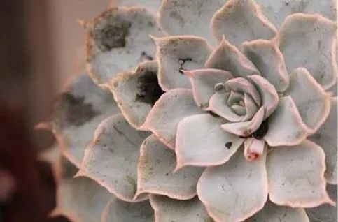 烟煤病多肉治愈后会复发吗,多肉烟煤病可以用虫虫净吗