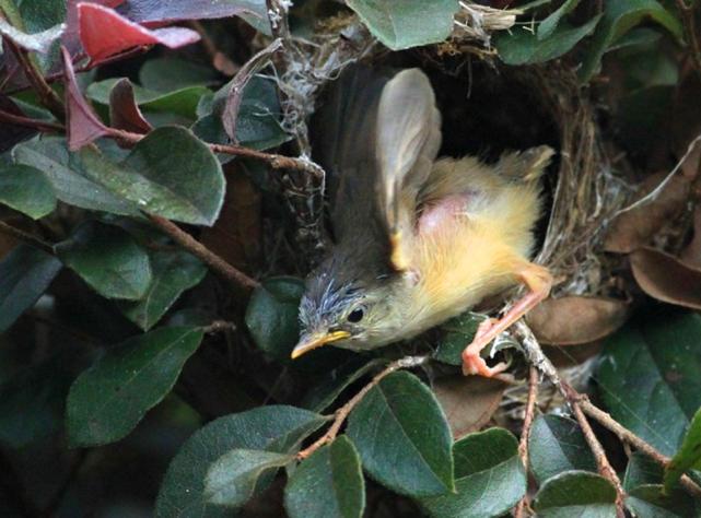 体育馆鸟巢露天朝上下雨怎么办,鸟巢开口朝上下雨天怎么办