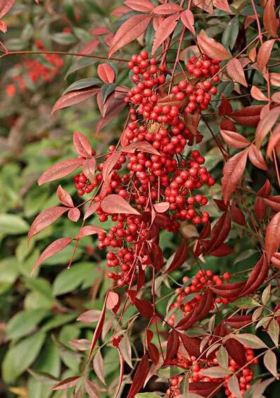 今年有哪些年宵花,春节6种年宵花推荐颜值高寓意好