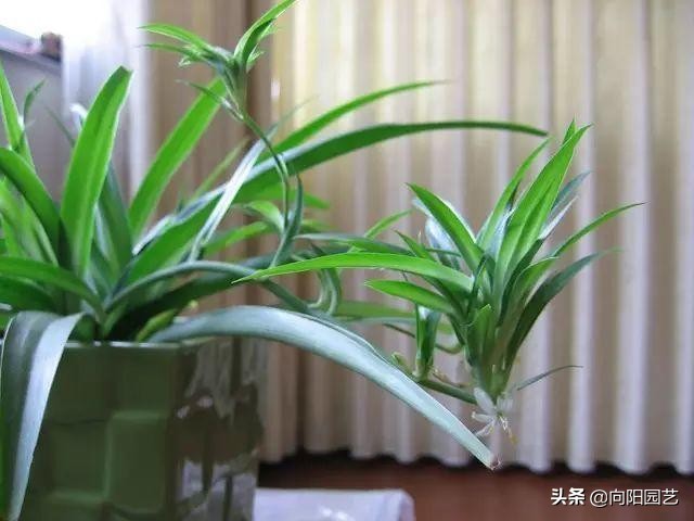 吸烟养什么植物净化,好养的二手烟克星室内植物