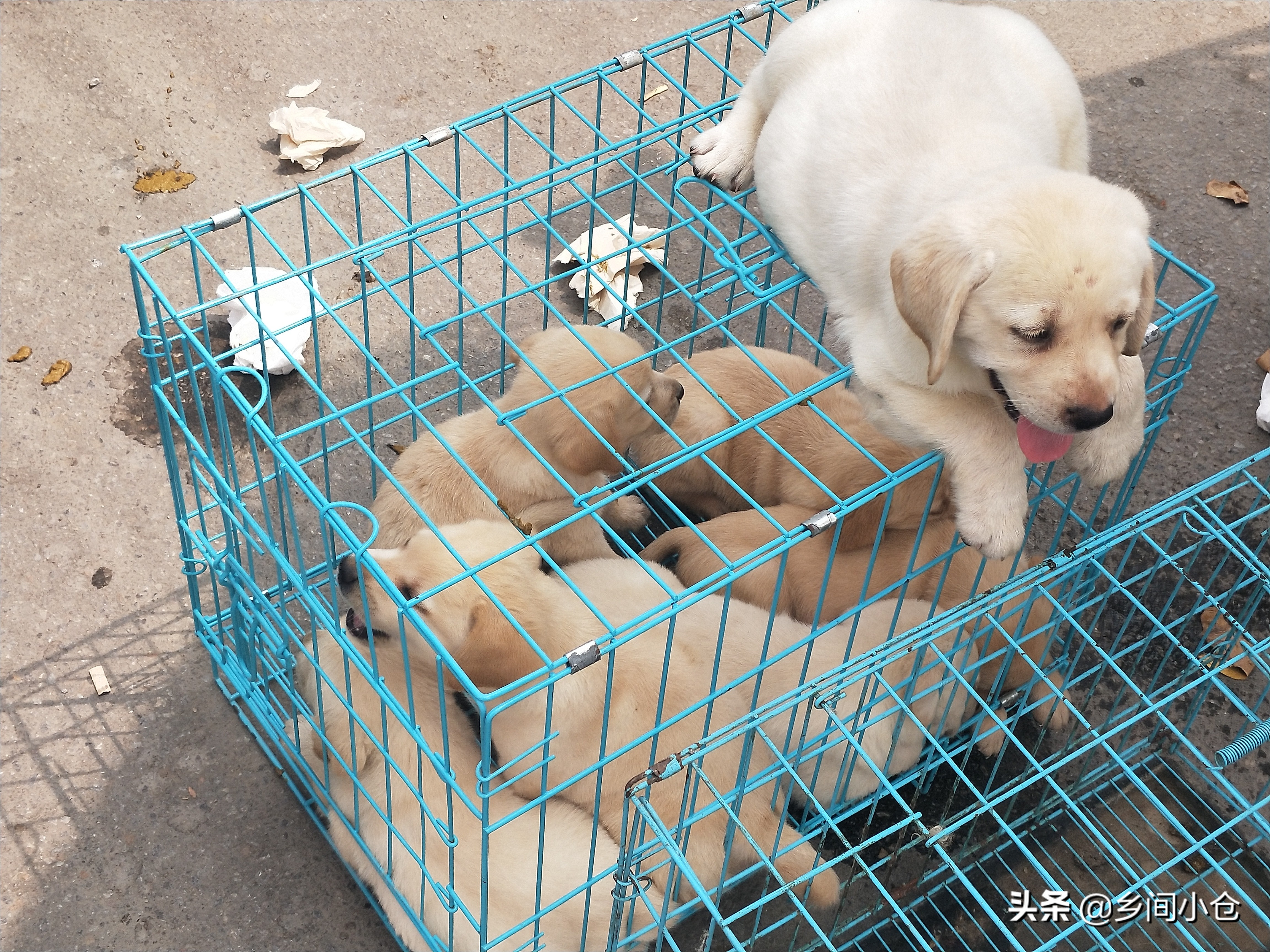 小妹子逛狗市遇到没见过的品种,大型狗市都有什么品种