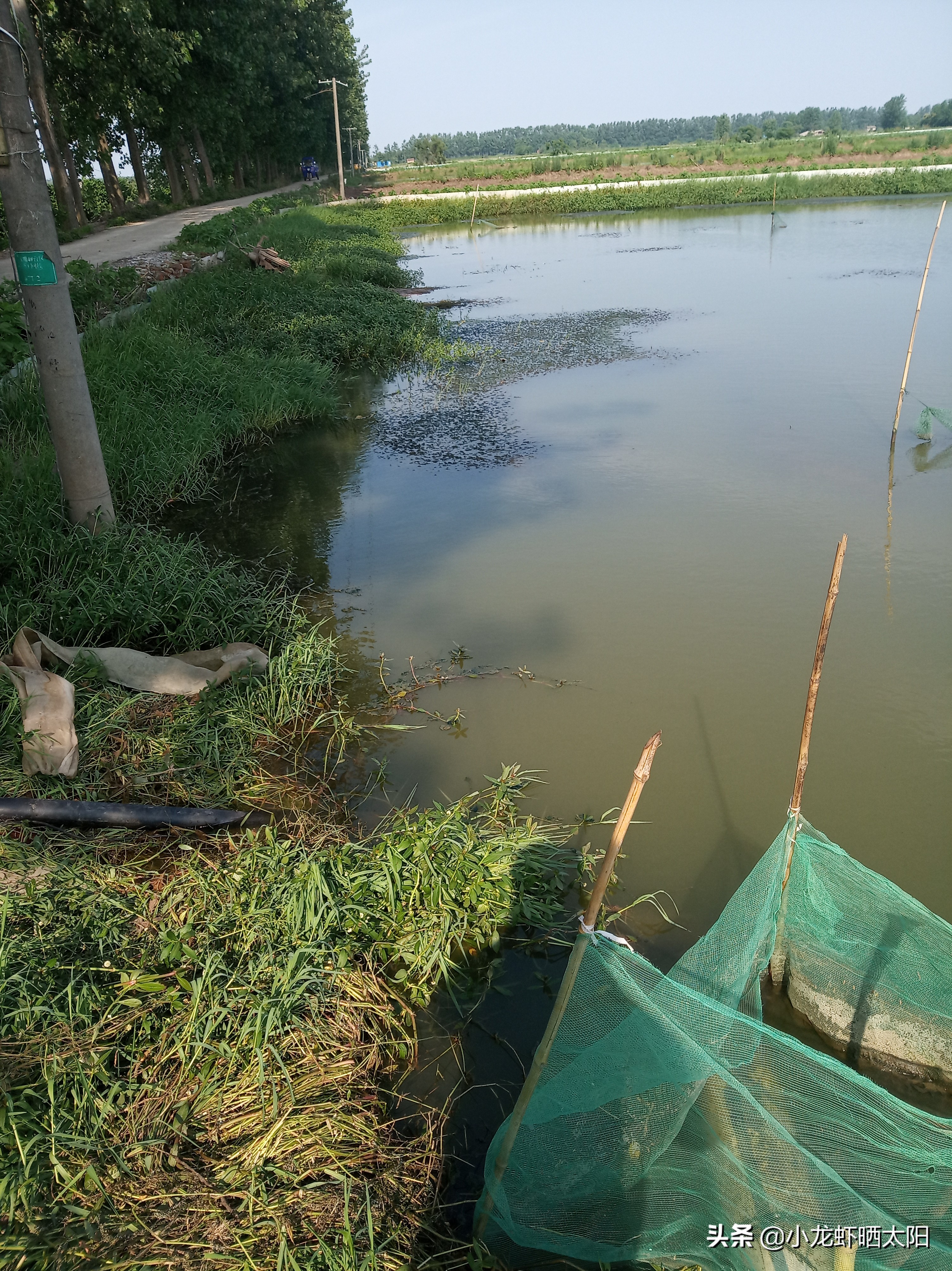 小龙虾需要一次捕捞完吗,小龙虾捞出来要过冷水吗