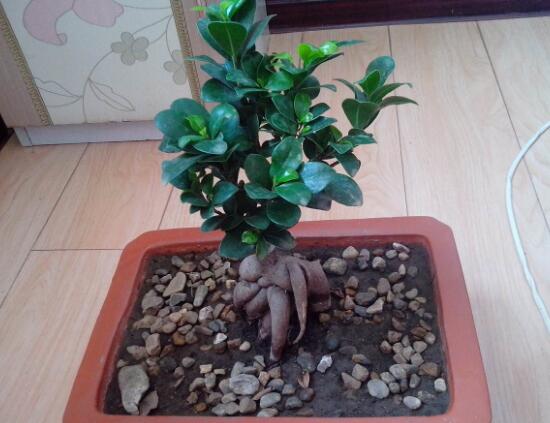 榕树盆景的养殖方法和技巧,小榕树盆景的养殖方法