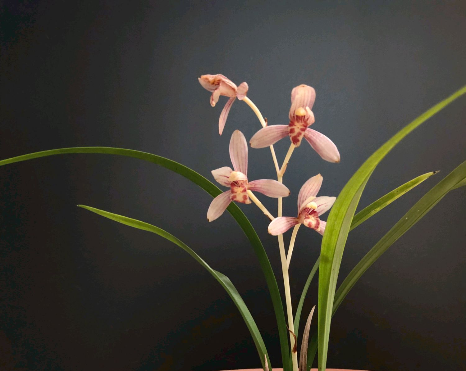 建兰艳阳红买回来怎样上盆,建兰红满天兰花什么时候长花苞