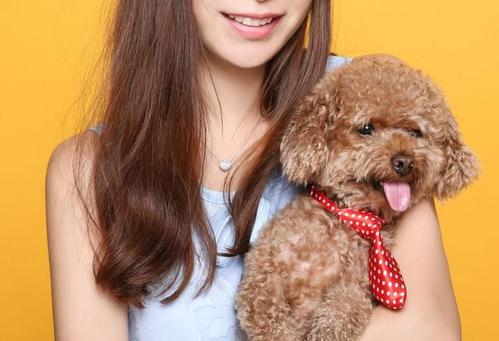 对泰迪犬的态度有哪些表现,泰迪犬若有这4个行为