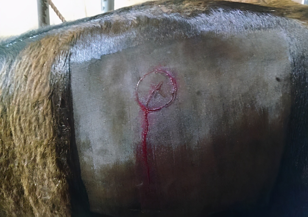 为什么牛背上会开洞,为什么会给牛身上打洞