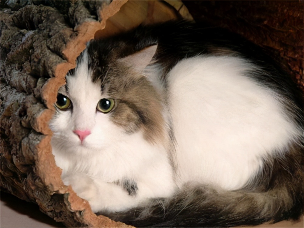 男人念念不忘的，往往是像猫一样的女人