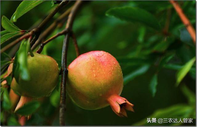 危害石榴的害虫,石榴景观树害虫有哪些
