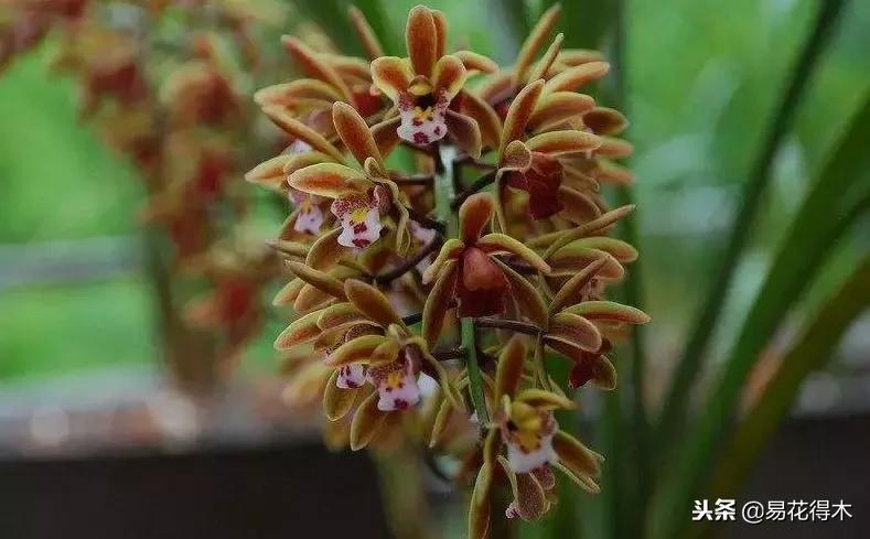 蜜蜂兰和兰花有什么不一样,极品兰花蜜蜂兰