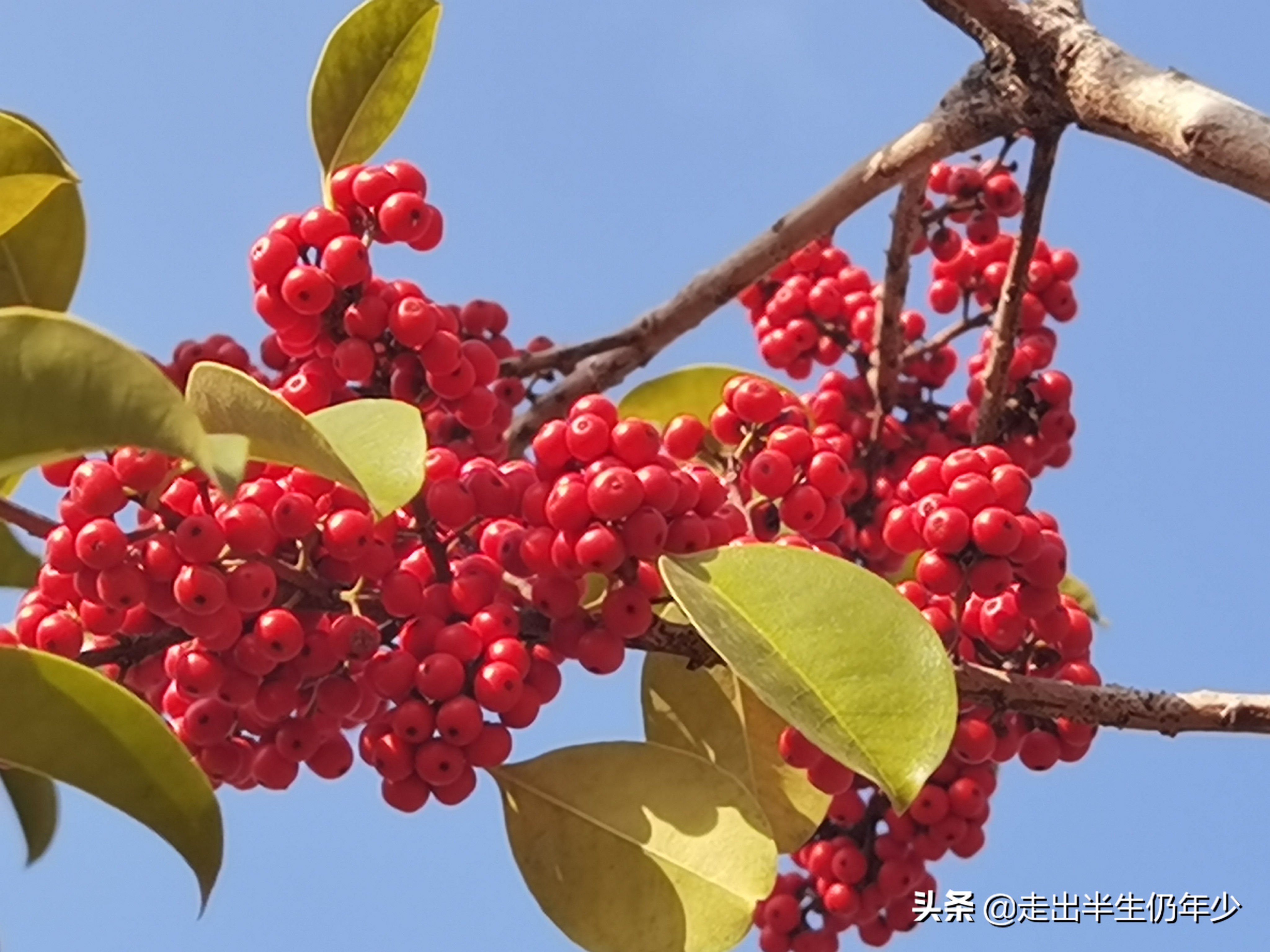 深圳有多少个公园景点,深圳室内足球场