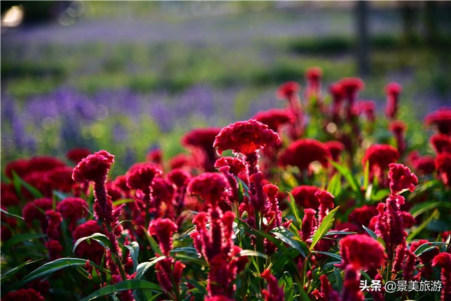 花都区美林湖度假区,花都美林湖风景