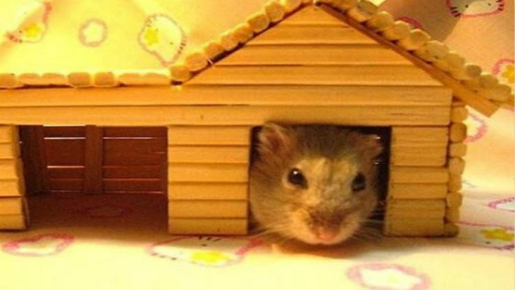 金丝熊仓鼠两只一起养怎么养,分享日常养宠经验之仓鼠