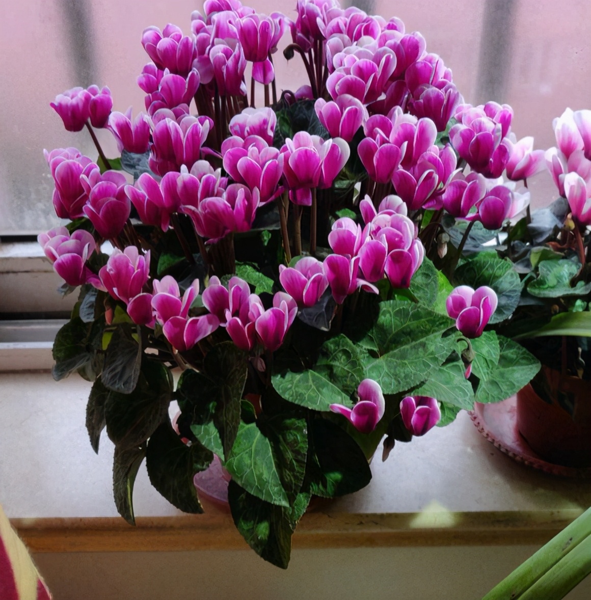 新家养什么花可以除甲醛,家里室内必养哪四种花