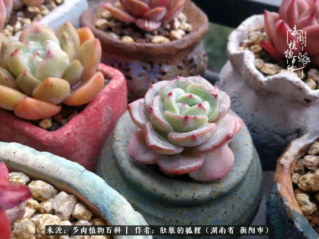 多肉用大盆养好还是用小盆养,多肉用石子养好还是用土养好