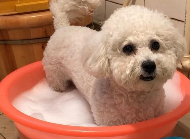 养比熊的十大好处和坏处,兽医比熊