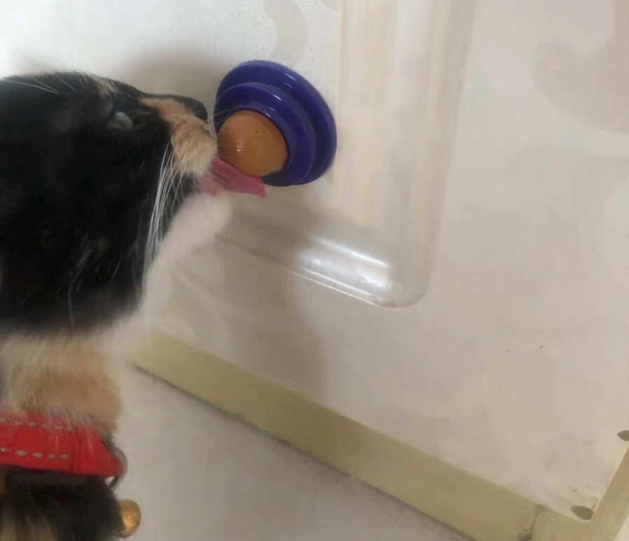 猫咪为什么对糖感兴趣,猫咪能尝到甜味吗