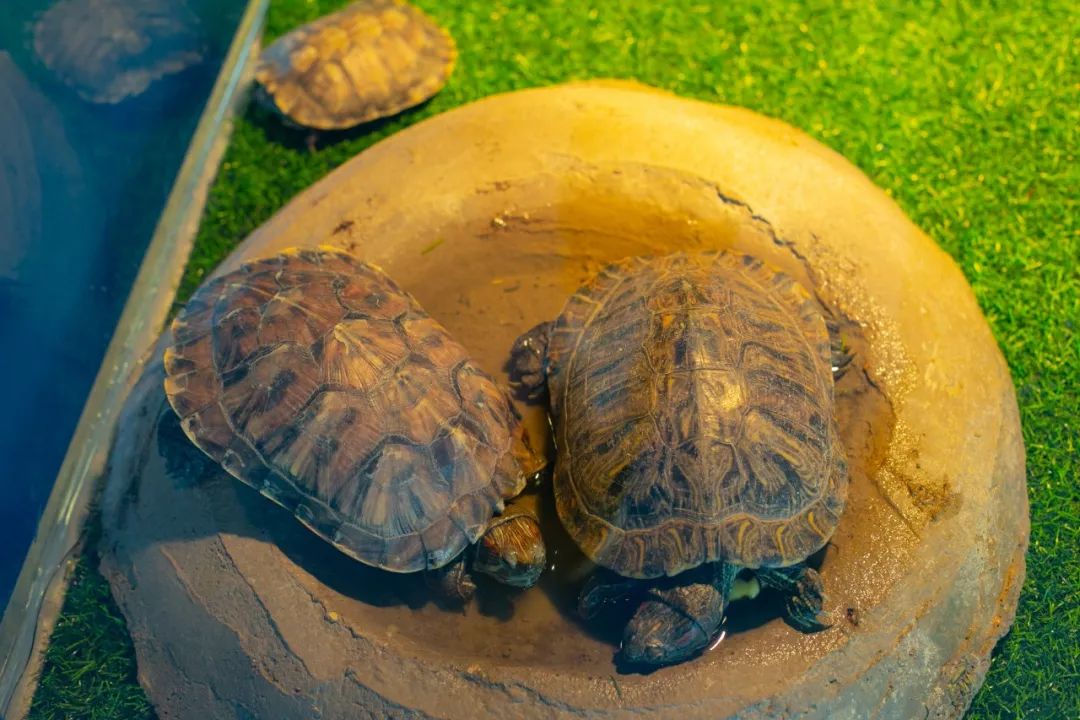 鏄嗘槑钀屽疇鍔ㄧ墿涓婚涔愬洯,鏄嗘槑瀹ゅ唴钀屽疇涔愬洯