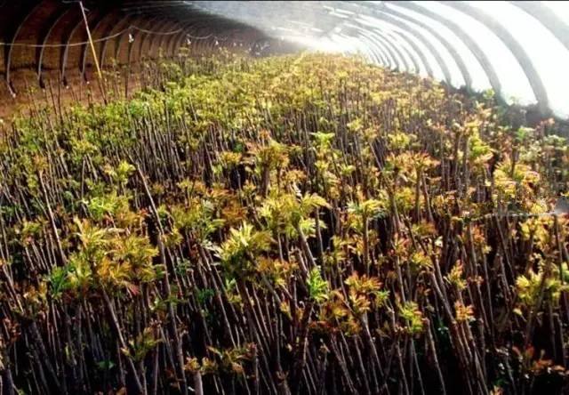 香椿大棚种植技术果树品种,大棚香椿高产栽培技术