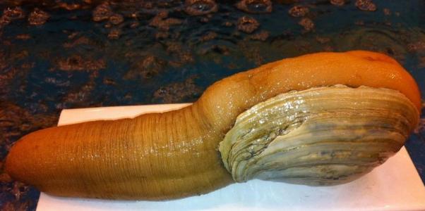 象拔蚌蚌肚能做刺身吗,象拔蚌刺身蚌胆泡饭