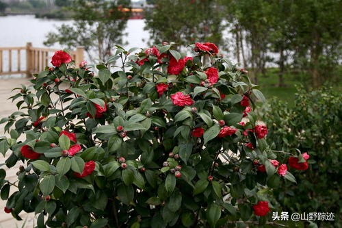 遇到花掉叶黄不如试试这一物,只需加一勺,会有意想不到的效果