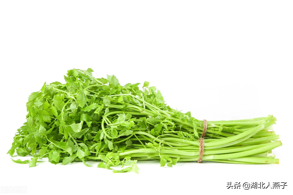 常见野菜的种类和图片大全 (各种野菜大全带图片)
