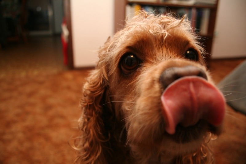 怎么强行喂狗吃药,快速喂狗