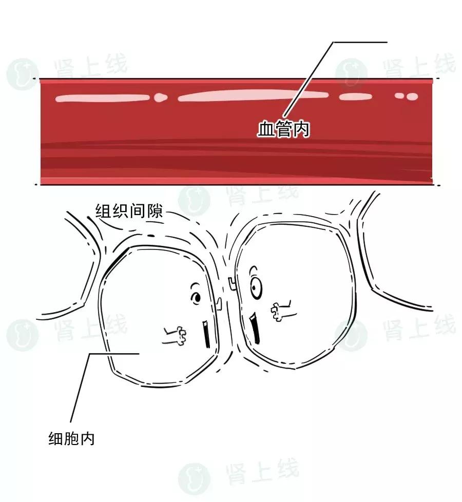 肾不好是上眼皮肿还是下眼皮浮肿,肾不好是双脚肿还是单脚肿