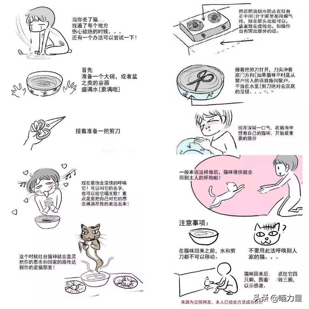 猫咪走丢找回来猫咪的心理,猫咪出走去找公猫还会回来吗