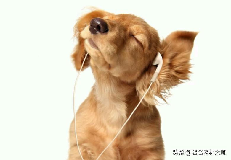 时尚潮流狗狗名字,有趣的狗狗名称