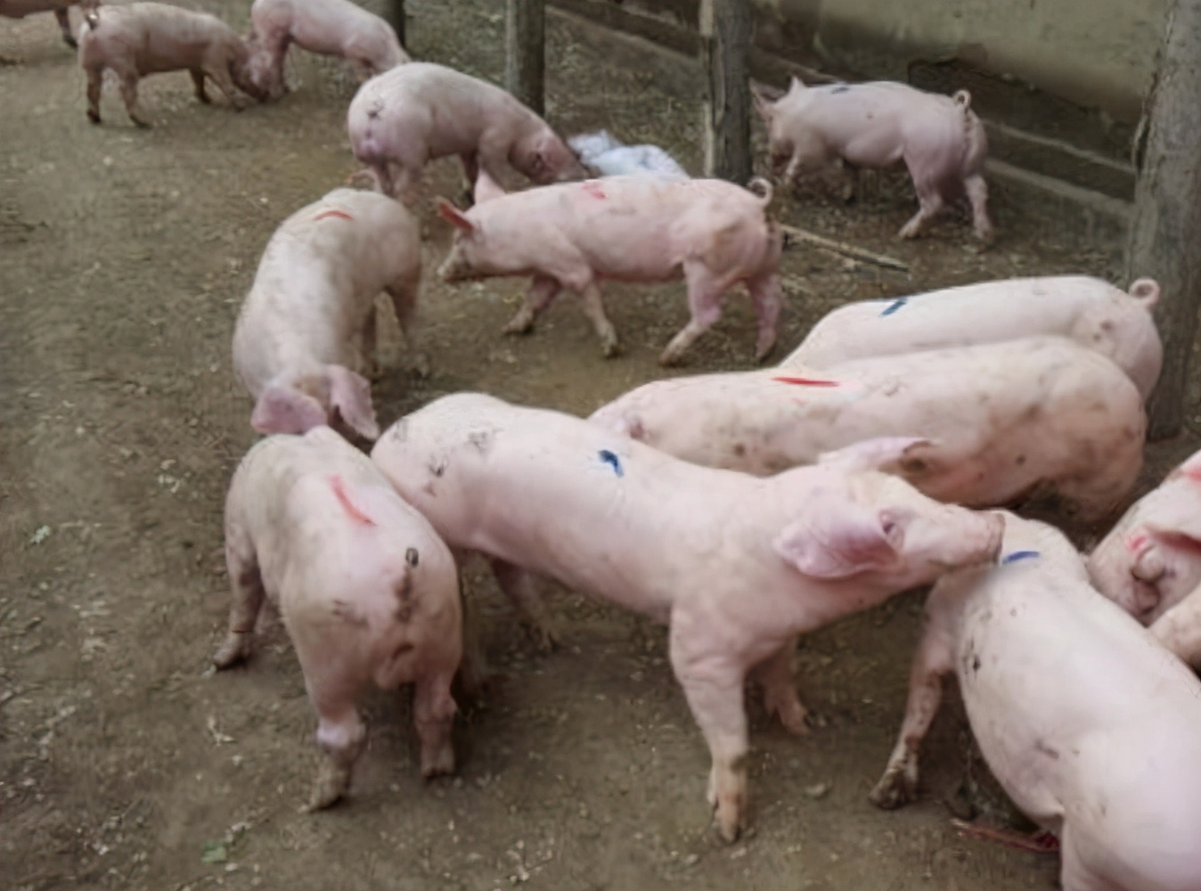 仔猪呕吐不食用什么药治,仔猪呕吐消瘦不吃