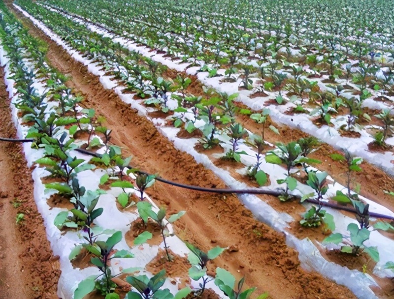 茄子长在树上腐烂了是什么毛病,茄子秧苗根腐病怎么治