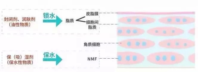 脸皮太干怎么能保湿,脸皮特别干用什么来修复