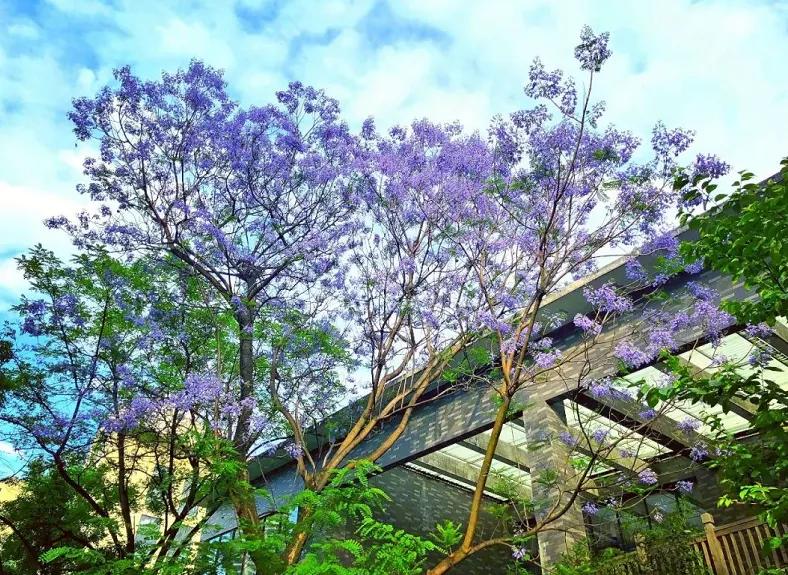成都锦江区初中排名前十的学校,锦江区最好的初中划片