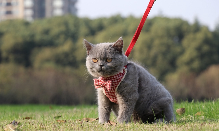 英短蓝猫有哪些特点,英短蓝猫好养活吗