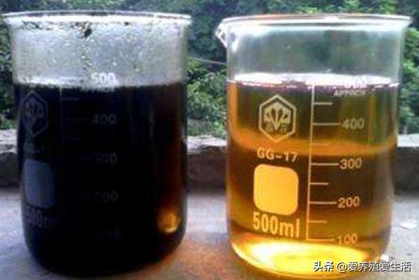 三农养鸡人鸡病防治知识分享,养鸡用不怕鸡病的方法