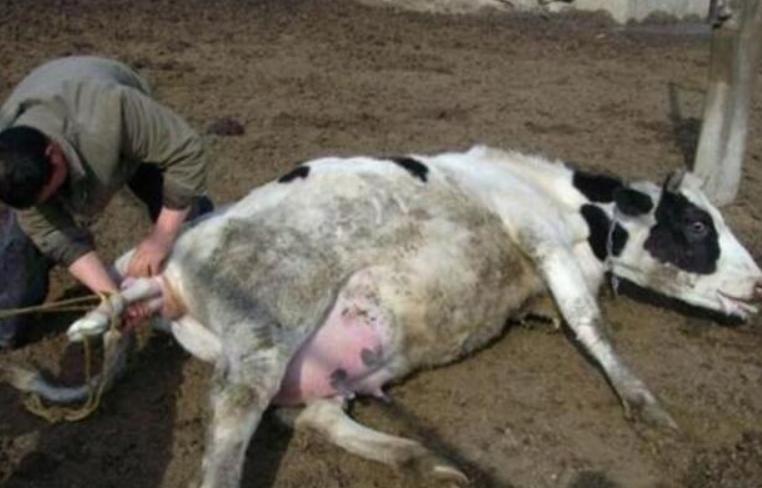 母牛产后不吃草怎么办？母牛产后不吃不喝怎么办？这些方法很有用