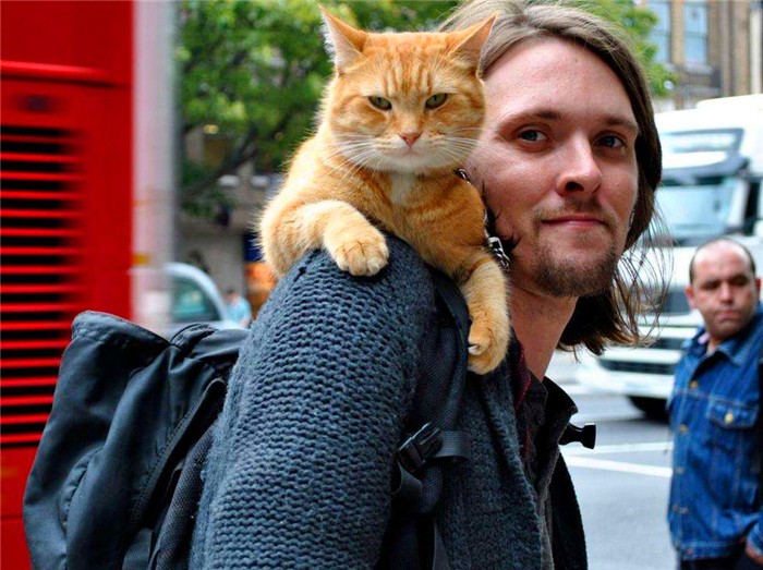 打猫教育,怎么打猫能让猫咪不能伤到你