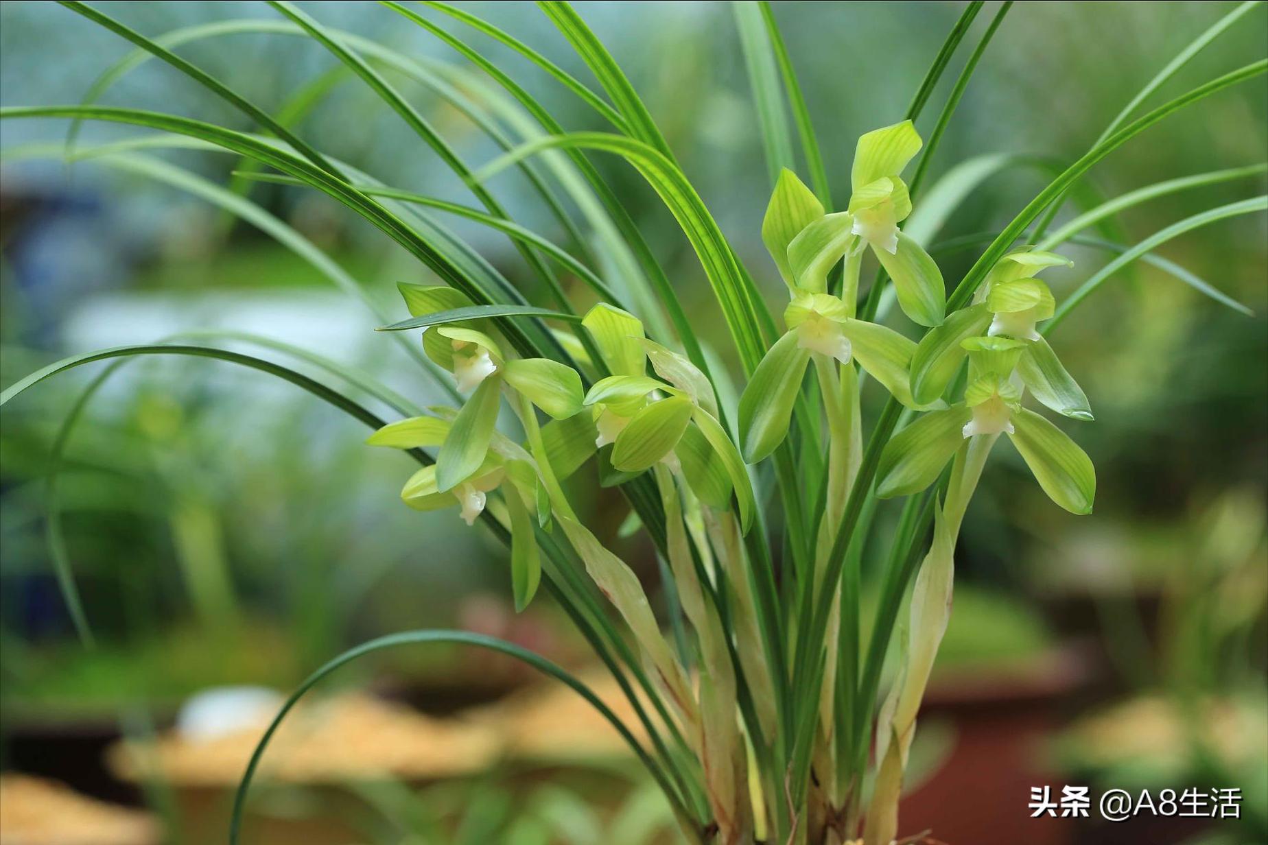 春兰张荷素兰花介绍,每日一品中国兰花春兰
