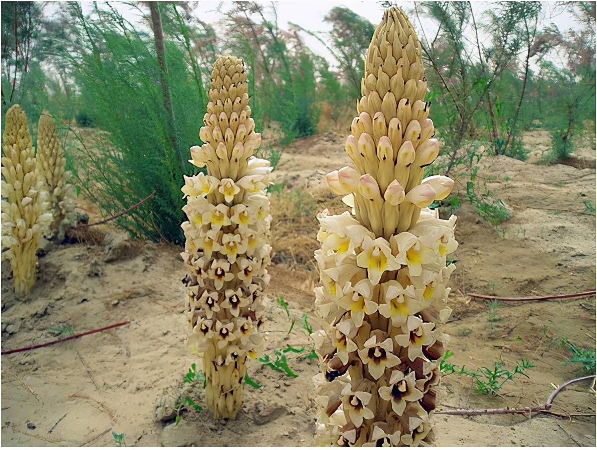 野生苁蓉值钱吗,野生锁阳价格下滑