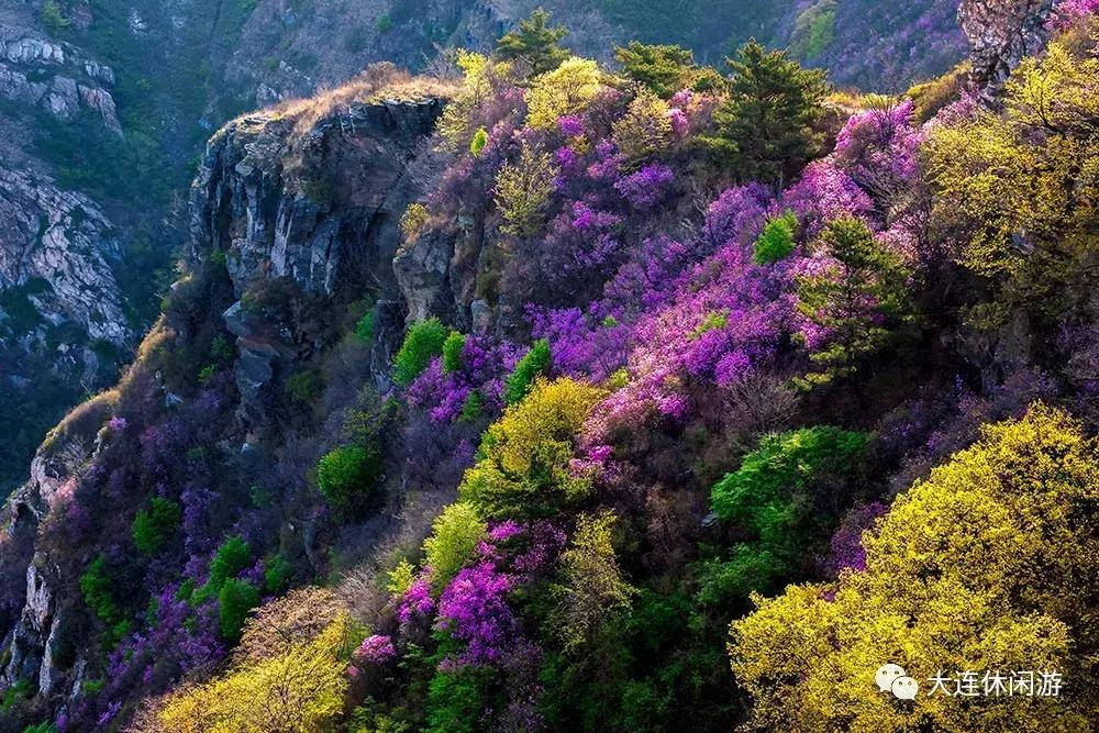 大连西山公园花海,大连郁金香花海