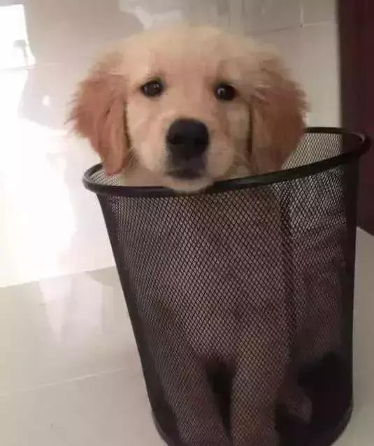 给金毛洗了澡还会掉毛吗,金毛洗完澡后晒干