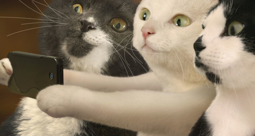 怎么给猫咪拍出好看的照片,怎样给猫拍照片