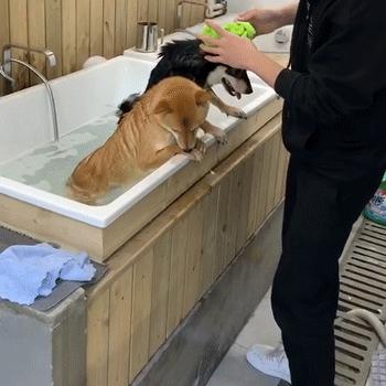 豆柴犬幼犬直播,豆柴是一只非常可爱的小狗