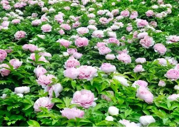 百花图谱大全100幅,工笔百花图谱100种